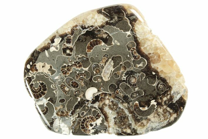 Polished Ammonite (Promicroceras) Section - Somerset, England #211328